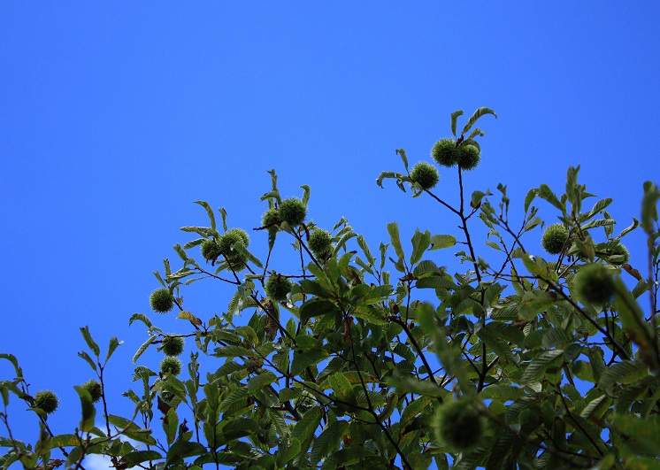 笹子雁ヶ腹摺山山頂のクリの木