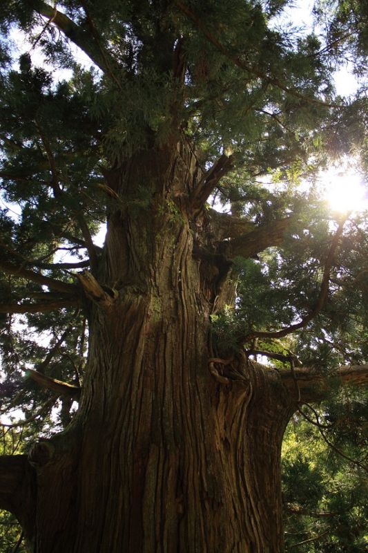 凄い大きな杉の木が矢立の杉