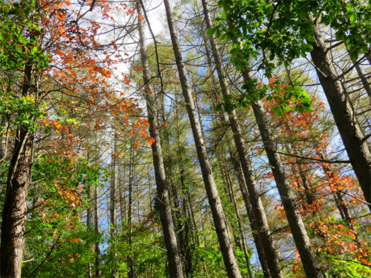 f:id:aohige0718:20181008111621j:plain 上日川峠周辺の紅葉