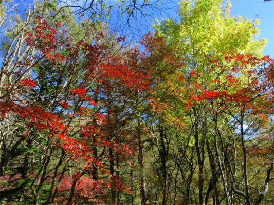 f:id:aohige0718:20181008111827j:plain 大菩薩嶺へ登るにつれて紅葉が綺麗