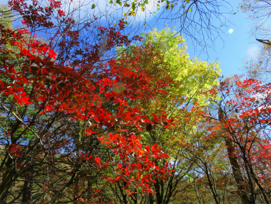 f:id:aohige0718:20181008111835j:plain 大菩薩嶺の紅葉は、標高1,800mより上が見頃