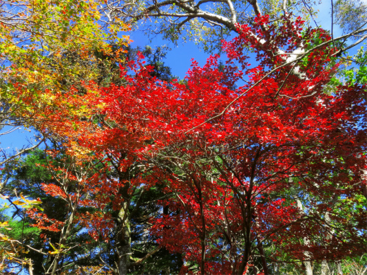 f:id:aohige0718:20181008111914j:plain 落葉松の紅葉