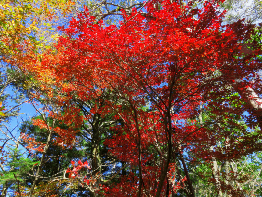 f:id:aohige0718:20181008111921j:plain 燃えるような紅葉