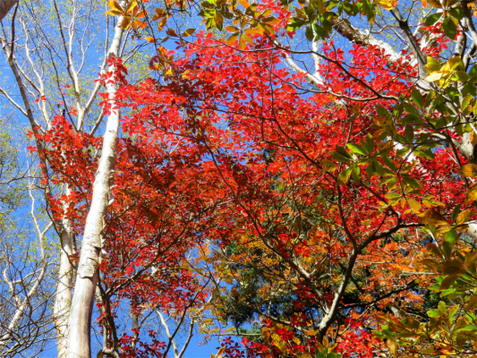 f:id:aohige0718:20181008112009j:plain 紅葉した木