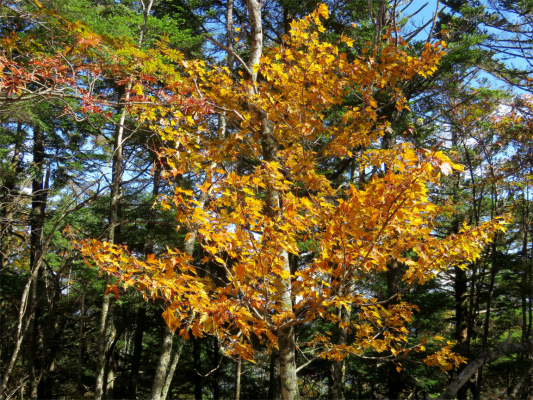 大菩薩嶺の山頂付近