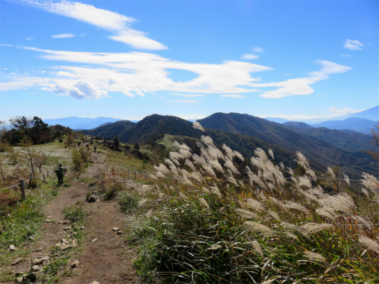 大菩薩嶺から大菩薩峠稜線のススキ