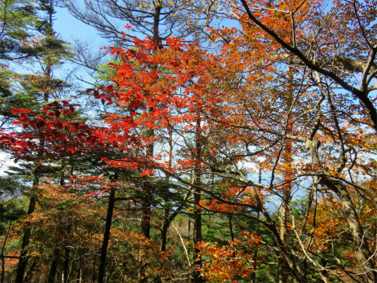 大菩薩峠周辺も紅葉が見頃