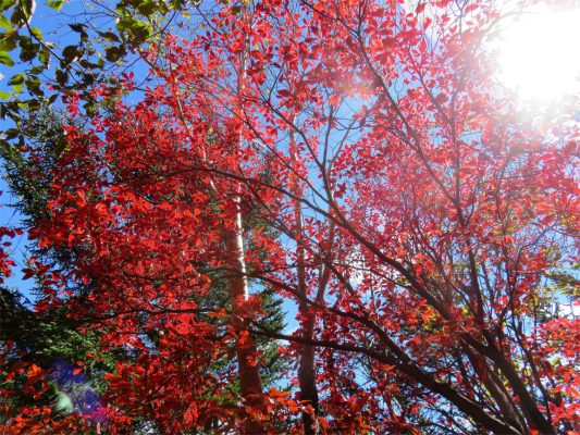 大菩薩峠紅葉の進みが早い