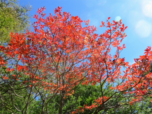 牛ノ寝通り真っ赤な紅葉