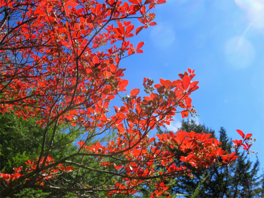 牛ノ寝通り紅葉最盛期
