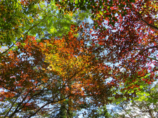 牛ノ寝通りの紅葉