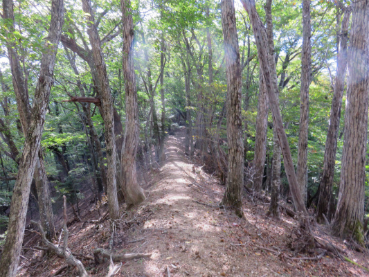 牛ノ寝通り登山道フラットな所も多い