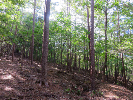 牛ノ寝通りの紅葉旬は先