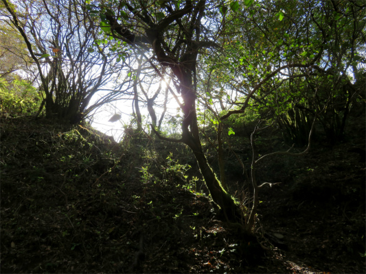 蓬莱山への登り