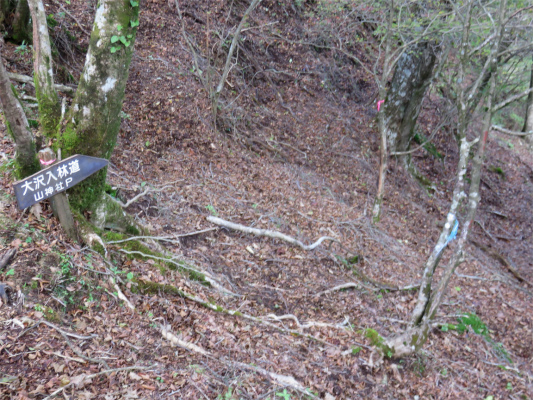 大沢入林道への分岐