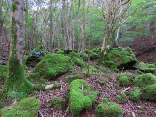 富士山の原生林