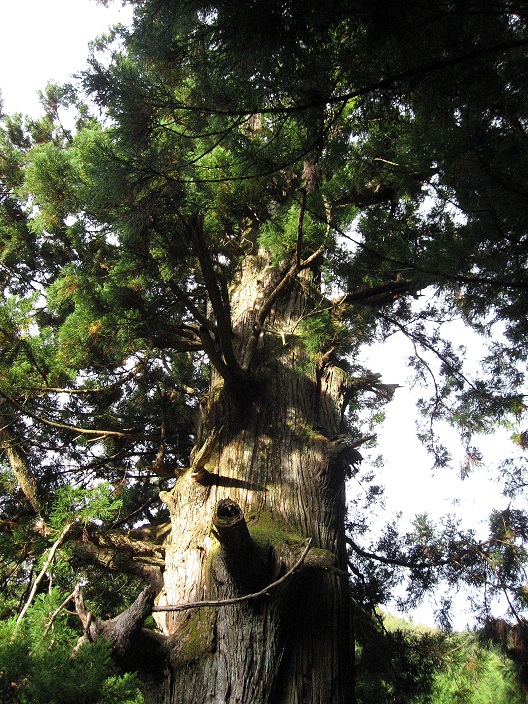 f:id:aohige0718:20181024202801j:plain 矢立の杉