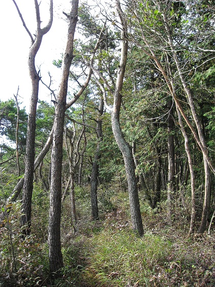 f:id:aohige0718:20181024202843j:plain 中尾根ノ頭・大洞山るフラットな尾根道