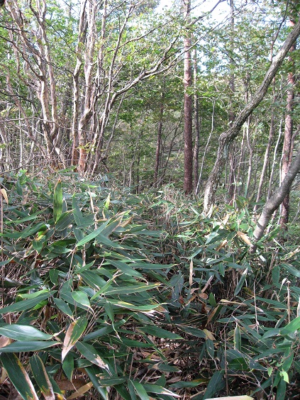 f:id:aohige0718:20181024202853j:plain 中尾根ノ頭付近の藪