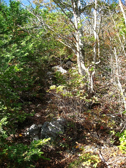 f:id:aohige0718:20181024202918j:plain 中尾根ノ頭からカヤノキビラノ頭道が悪くワイルドな感じ