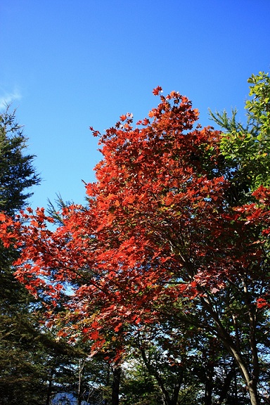 f:id:aohige0718:20181024202951j:plain カヤノキビラノ頭から大洞山紅葉がとても綺麗