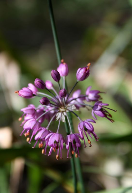 f:id:aohige0718:20181024202956j:plain 紅葉とお花