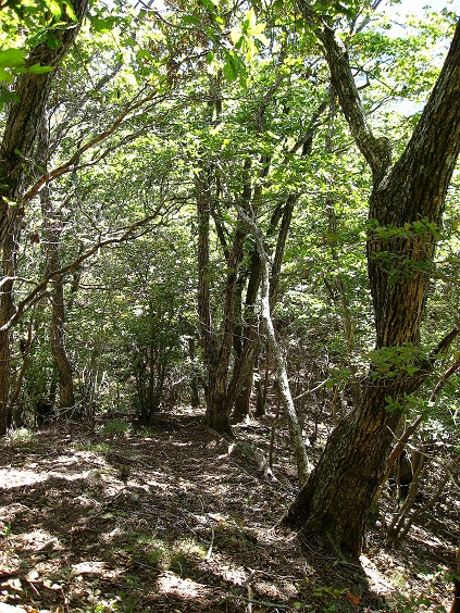 f:id:aohige0718:20181024203019j:plain 大洞山から方向をも間違えると大惨事分岐