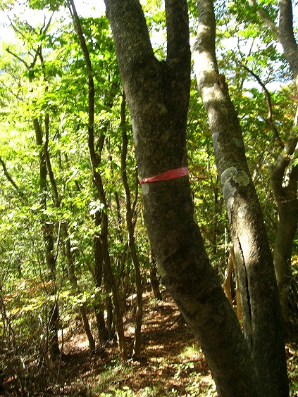 f:id:aohige0718:20181024203026j:plain 大沢山・清八山までのルートマーキング