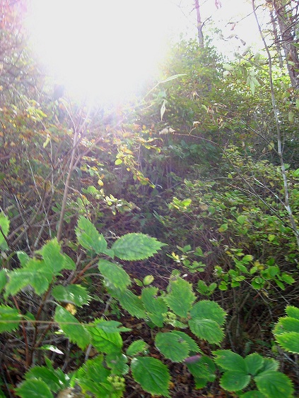 f:id:aohige0718:20181024203044j:plain 摺針峠・ポッコノ頭薮が凄く