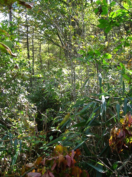 f:id:aohige0718:20181024203051j:plain ポッコノ頭から大沢山・清八山まで踏み跡薮