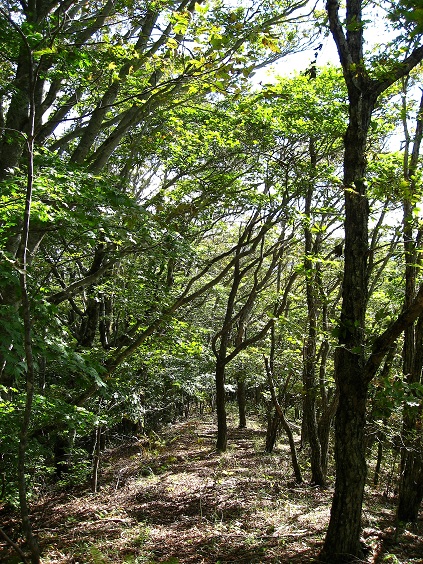 f:id:aohige0718:20181024203110j:plain ポッコノ頭周辺美しい森