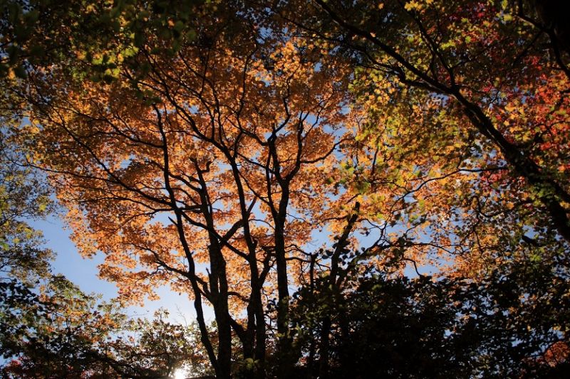 三ツ峠山周辺の紅葉