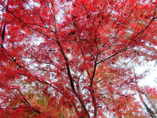 三頭山紅葉