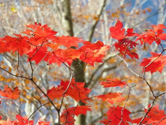 奈良倉山方面紅葉の輝き