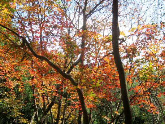 鶴峠紅葉がとても綺麗