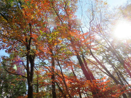 奈良倉山・坪山の紅葉見事