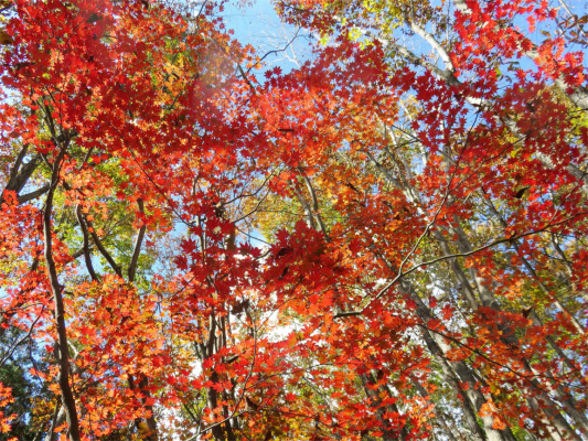 奈良倉山・坪山紅葉