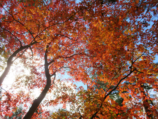 奈良倉山・坪山方面紅葉の良い時期