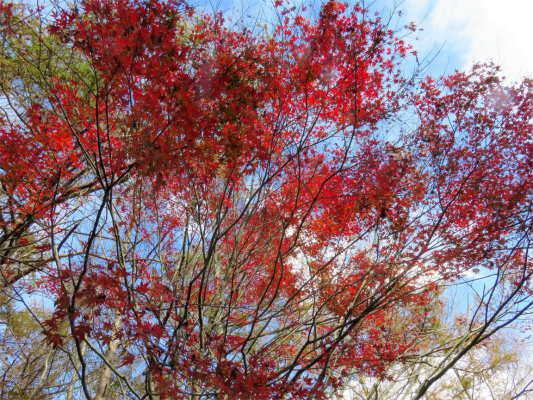 奈良倉山から坪山紅葉が綺麗