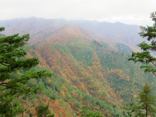 斜面モリモリに紅葉