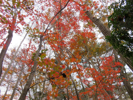 坪山周辺の紅葉