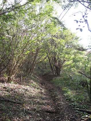 f:id:aohige0718:20181119172925j:plain 太平山ハイキングコース