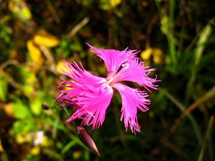 f:id:aohige0718:20181119172950j:plain ナデシコ