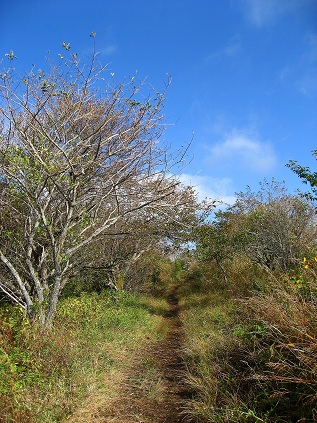 f:id:aohige0718:20181119173031j:plain 平尾山から石割山の稜線