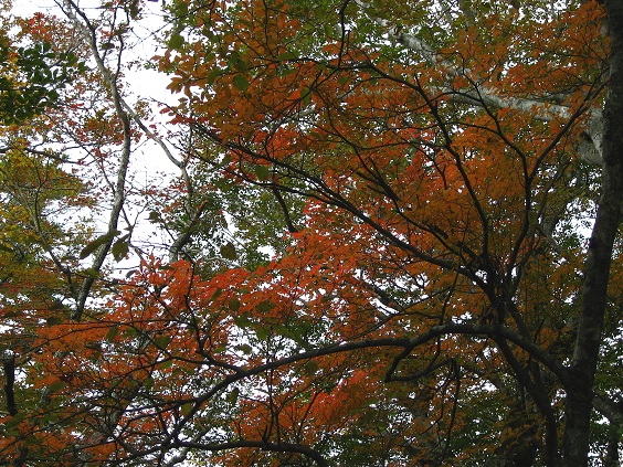 f:id:aohige0718:20181119173135j:plain 御正体山登山ルートの紅葉がとても綺麗