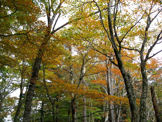 f:id:aohige0718:20181119173142j:plain 御正体山美しい森