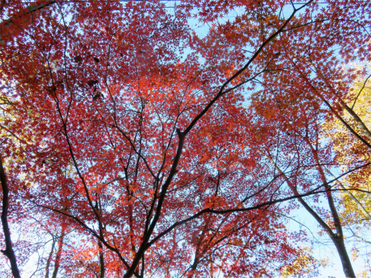 f:id:aohige0718:20181125132904j:plain 三条の湯へのルート紅葉がモリモリ