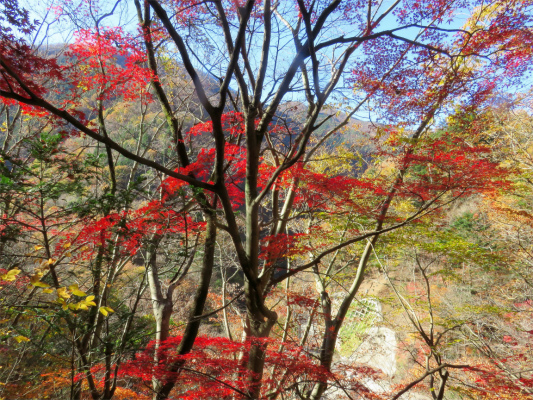 f:id:aohige0718:20181125132929j:plain 三条の湯周辺の紅葉