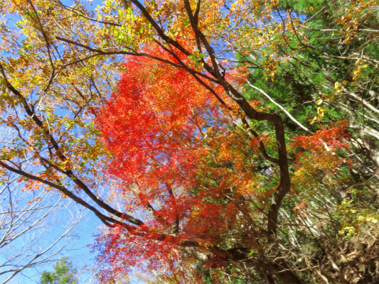 f:id:aohige0718:20181125132946j:plain 三条の湯ルートの紅葉と青空