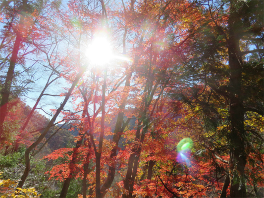 f:id:aohige0718:20181125133131j:plain 三条の湯周辺日差しも暖かく